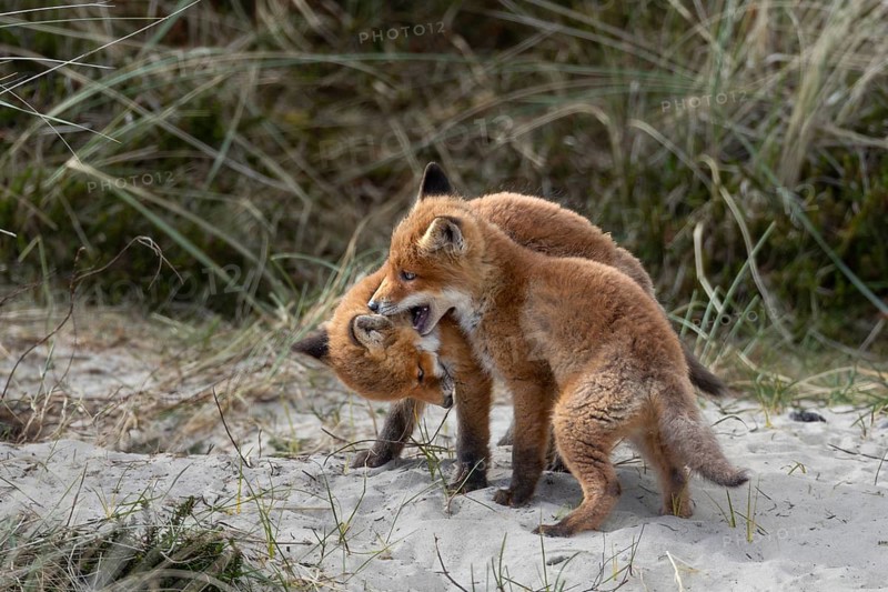 When the red fox cubs (Vulpes vulpes) are not playing and wrestling, they are exploring their surroundings at the den or sleeping hidden in the grass, raising cubs, animal cubs, cute, playful, wrestling, May, Denmark