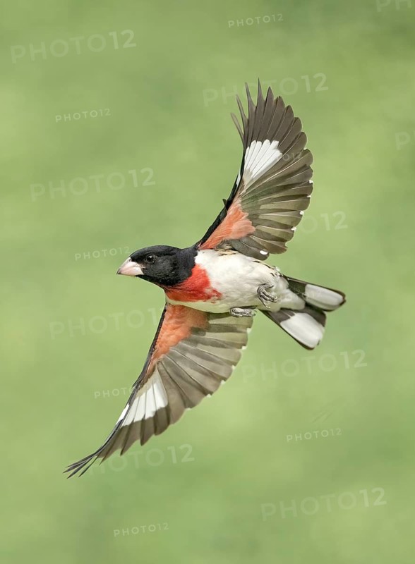 Rose-breasted Grosbeak (Pheucticus ludovicianus) male flying, Texas, USA