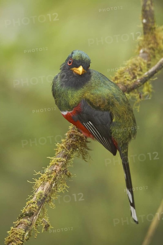 Masked Trogon (Trogon personatus) male, Ecuador