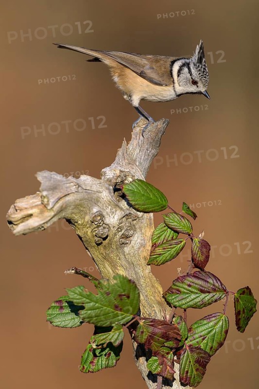 Crested Tit (Lophophanes cristatus), on a branch overgrown with blackberry vines, Biosphere Reserve, Swabian Alb, Baden-Württemberg, Germany