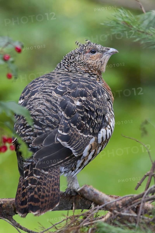 Western Capercaillie (Tetrao urogallus) female, Bavaria, Germany