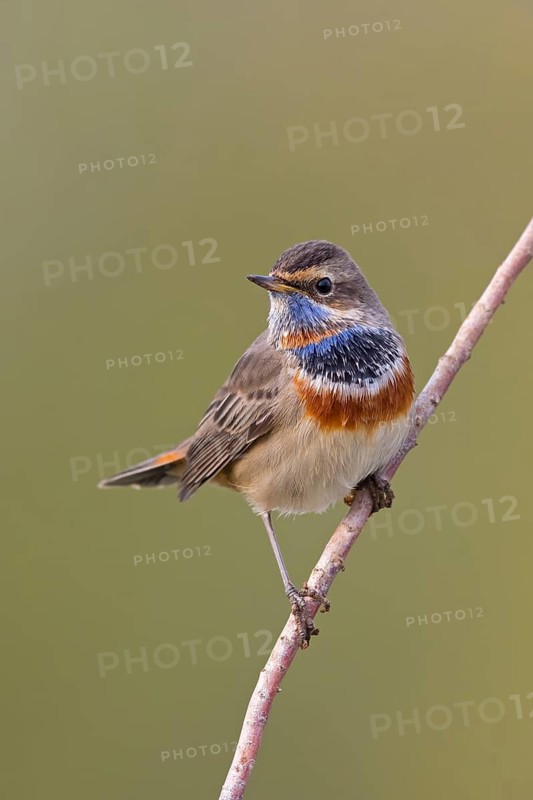 Bluethroat, (Luscinia svecica), (Luscinia svecicus), animals, birds, male, songbird, songbirds, flycatcher family, perch, Israel