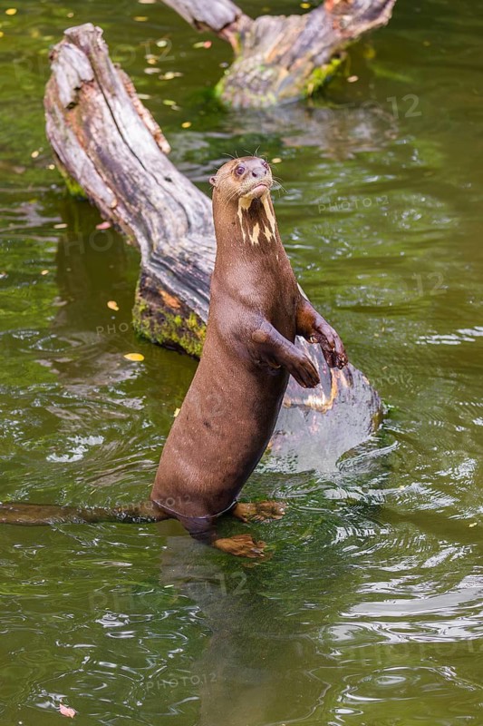 An adult giant otter or giant river otter (Pteronura brasiliensis) stands tall in the shallow water of a small river