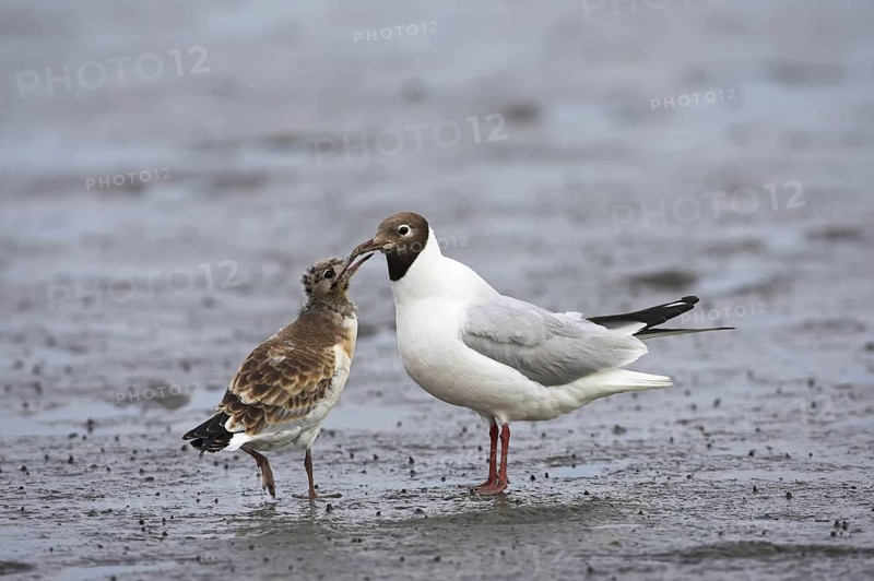 Black-headed Gull (Chroicocephalus ridibundus) juvenile, Germany