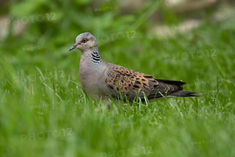 Turtle dove (Streptopelia turtur) adult bird standing in grassland in summer, England, United Kingdom