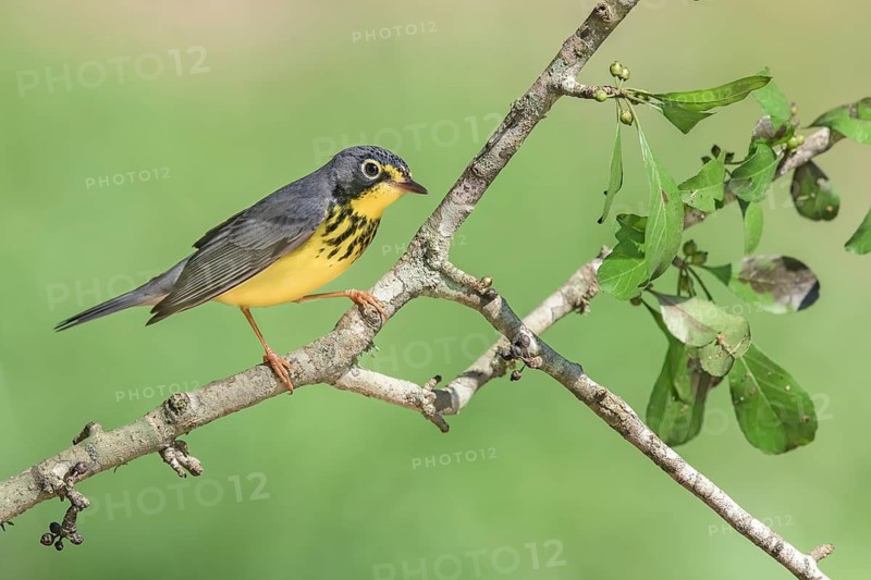 Canada Warbler (Cardellina canadensis) male perched on a branch, Texas, USA
