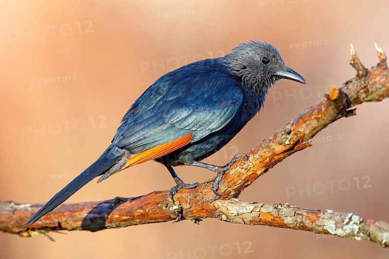 A Red-winged Starling on a perch, (Onychognathus morio), Africa, South Africa, KwaZulu-Natal, Giant's Castle Hide, Imbabazane Local Municipality, KwaZulu-Natal