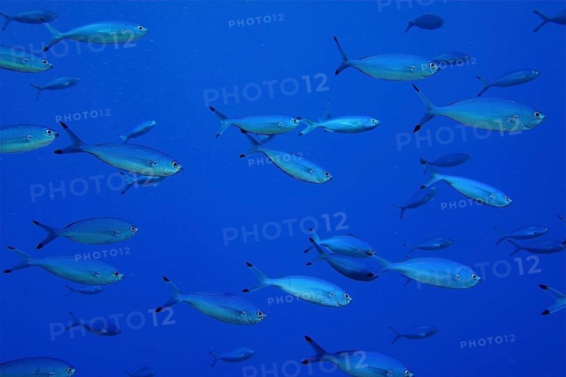 Red Sea Fusilier (Caesio suevica)
