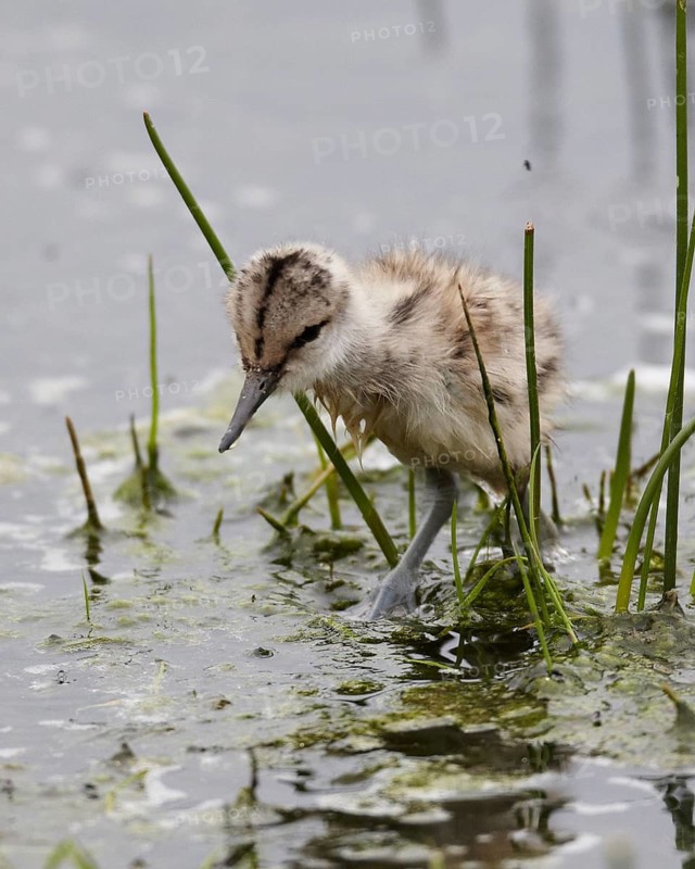 Pied Avocet (Recurvirostra avosetta) juvenile, Schleswig-Holstein, Germany