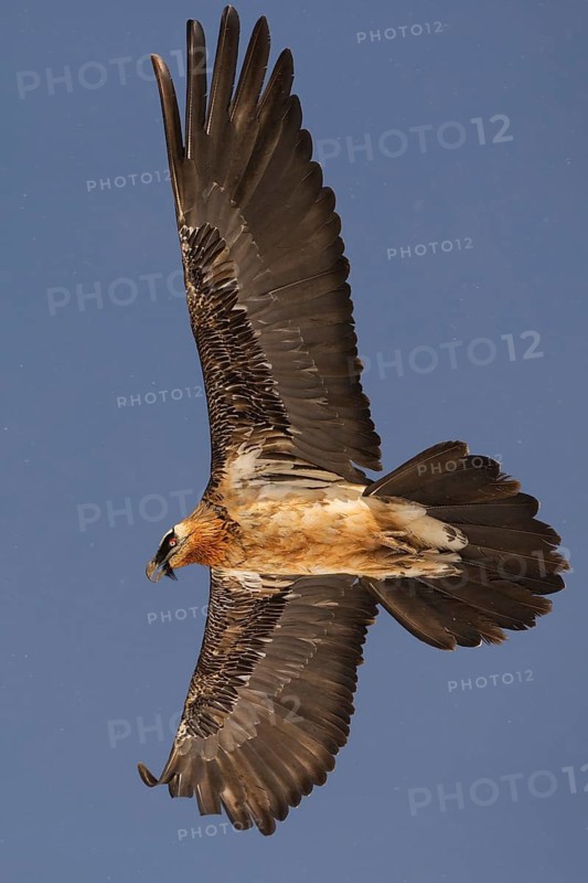 Bearded Vulture (Gypaetus barbatus) flying, Pyrenees, Spain