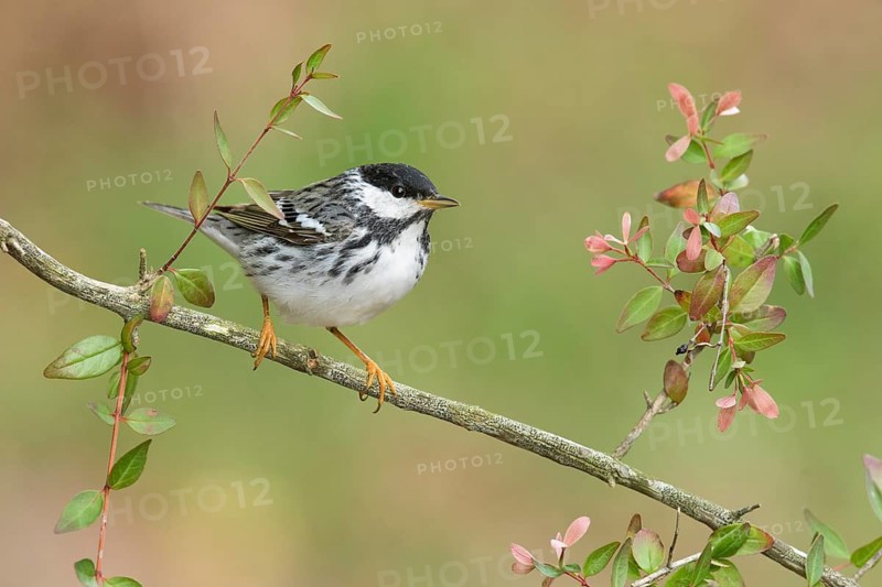 Blackpoll Warbler (Setophaga striata) male perched on a branch, Texas, USA