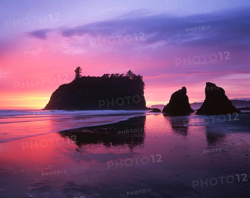 A breathtaking sunset paints the sky in shades of pink and purple at Ruby Beach, located in Olympic National Park, Washington. The silhouettes of sea stacks and a rugged island complement a reflective shoreline