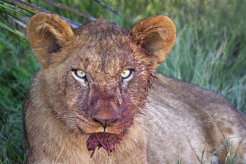 African Lion (Panthera leo) immature with bloody face after feeding, Okavango Delta, Botswana