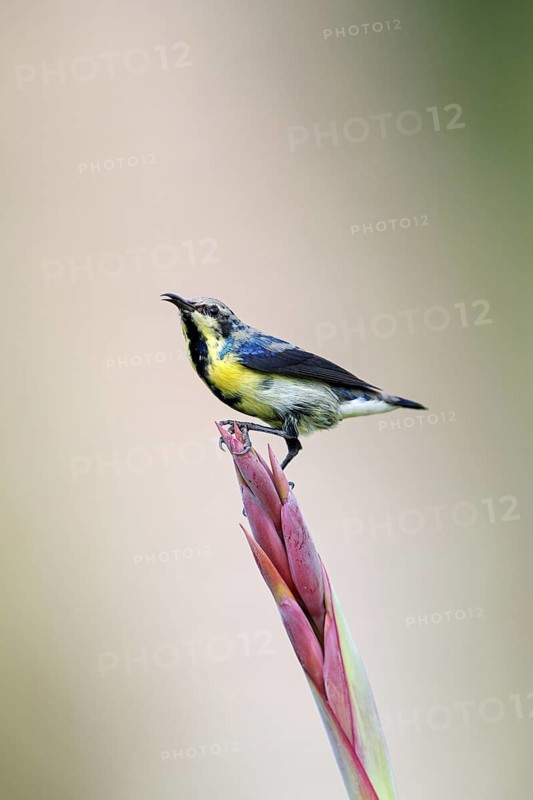 Purple Sunbird, (Cinnyris asiaticus), male, perch, animals, birds, sunbirds, Al Qurm Park, Muscat, Muscat, Oman