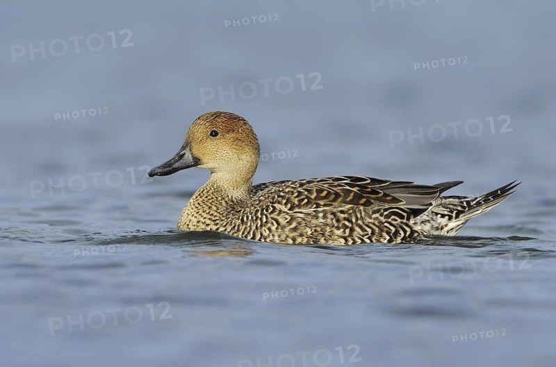 Northern Pintail (Anas acuta) female, British Columbia, Canada