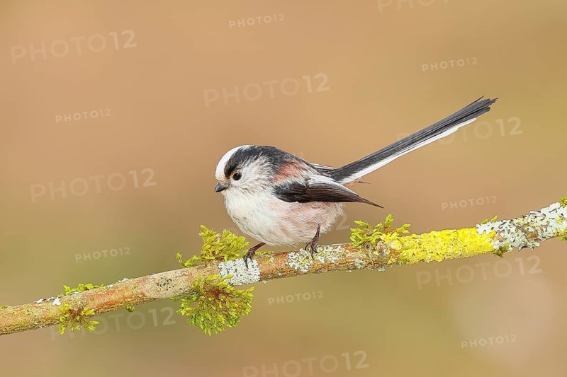 Long-tailed Tit (Aegithalos caudatus) sitting on a branch overgrown with lichen and moss, Wildlife, Animals, Birds, Tits, Siegerland, North Rhine-Westphalia, Germany