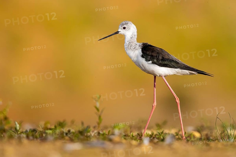 Black-winged Stilt (Himantopus himantopus) female foraging, North Rhine-Westphalia, Germany