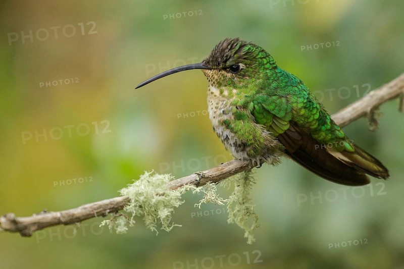 Mountain Velvetbreast (Lafresnaya lafresnayi) perched on a branch in the Andes Mountains of Colombia