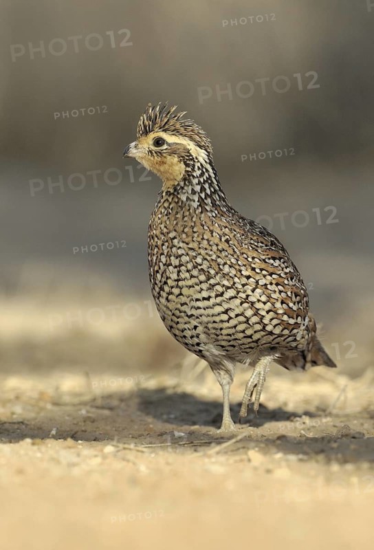 Northern Bobwhite (Colinus virginianus) female, Texas, USA