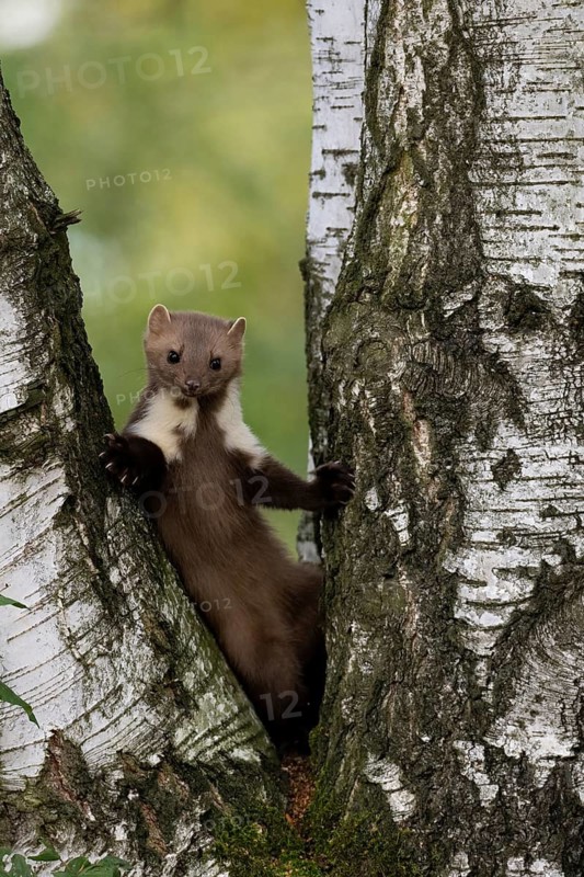 Beech marten (Martes foina), Bitburg, Rhineland-Palatinate, Germany