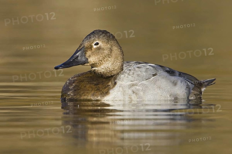 Canvasback (Aythya valisineria) female, British Columbia, Canada