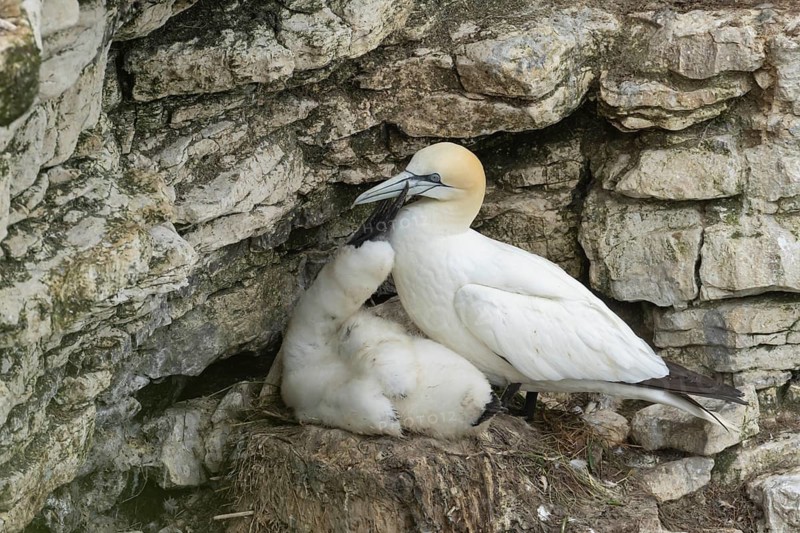 Northern gannet (Morus bassanus) adult seabird bird and juvenile baby chick on a nest on a cliff in summer, RSPB Bempton cliffs nature reserve, Yorkshire, England, United Kingdom