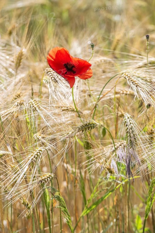 Poppy flower (Papaver rhoeas) in a grain field, Mecklenburg-Western Pomerania, Germany