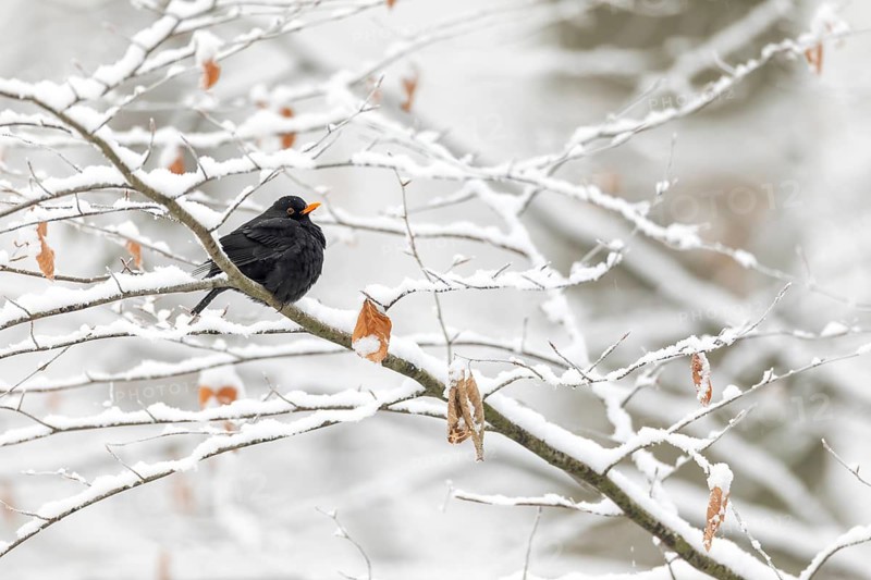A male blackbird (Turdus merula) in a wintry beech forest, winter, snow, cold, December, Germany