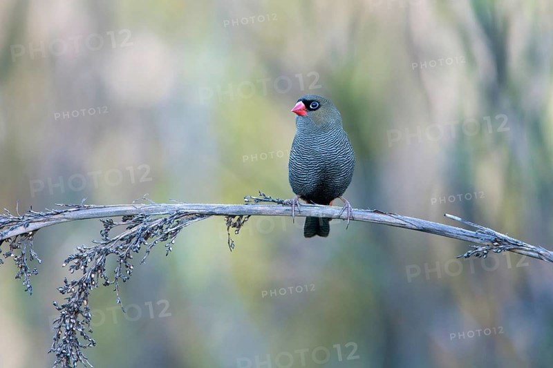 Beautiful Firetail (Stagonopleura bella) perched on a branch, Victoria, Australia