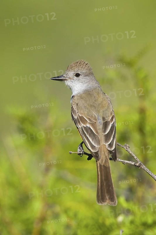 Ash-throated Flycatcher Myiarchus cinerascens Chiricahua Mountains, Cochise County, ARIZONA, United States 25 May Adult Tyrannidae