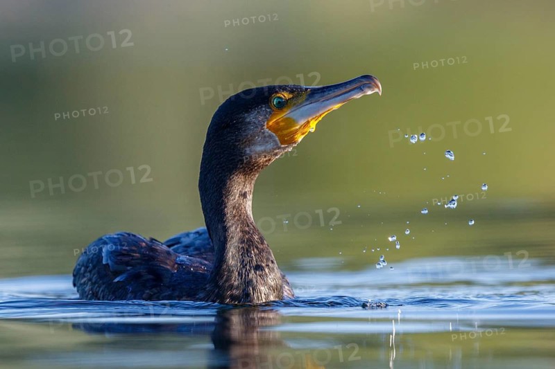 Great Cormorant (Phalacrocorax carbo), North Rhine-Westphalia, Germany
