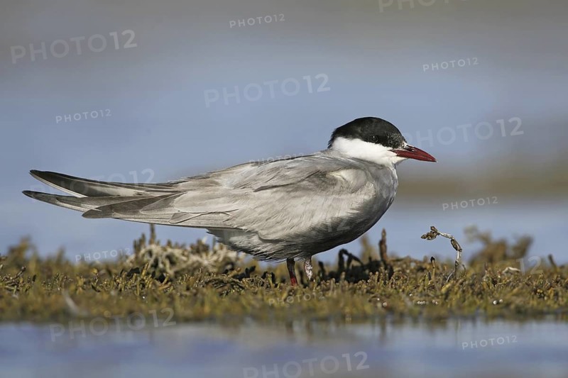 Whiskered Tern (Chlidonias hybrida), Victoria, Australia