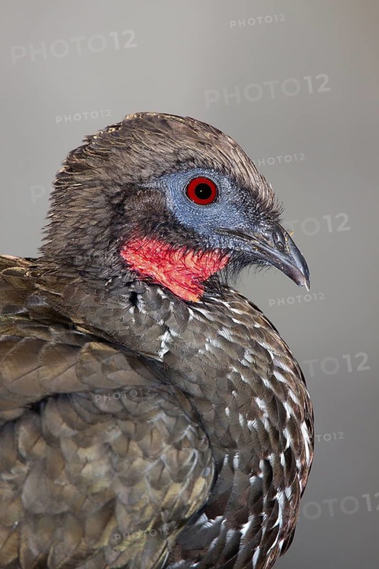 Crested Guan Penelope purpurascens Las Cruces OTS Station, San Vito, Costa Rica 1 November Adult Cracidae