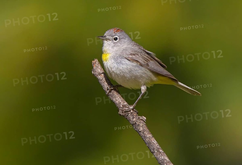 Virginia's Warbler (Leiothlypis virginiae), Arizona, USA