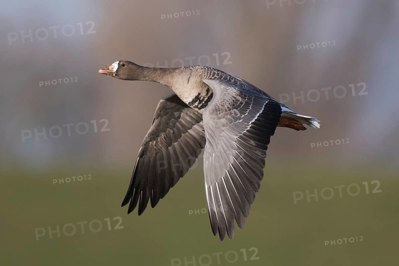 Greater White-fronted Goose (Anser albifrons) flying, North Rhine-Westphalia, Germany