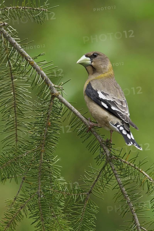 Evening Grosbeak (Hesperiphona vespertina) female, British Columbia, Canada