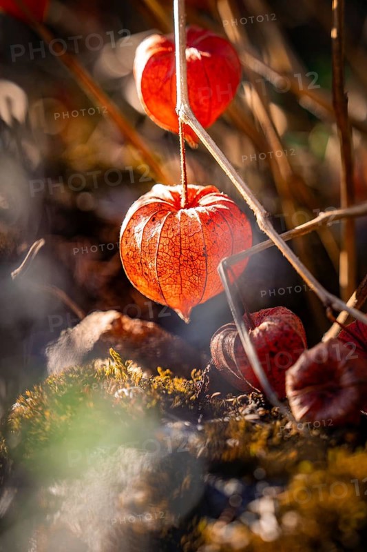Bright red physalis in warm autumn light between leaves, Calmbach, Black Forest, Germany