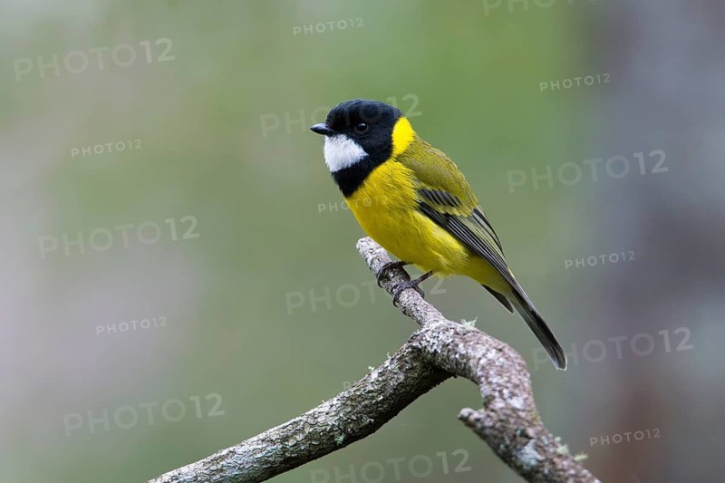 Australian Golden Whistler (Pachycephala pectoralis) male perched on a branch, Victoria, Australia