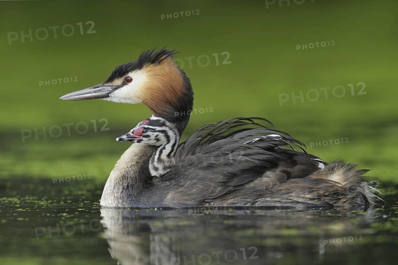 Great Crested Grebe (Podiceps cristatus) with juvenile, North Rhine-Westphalia, Germany