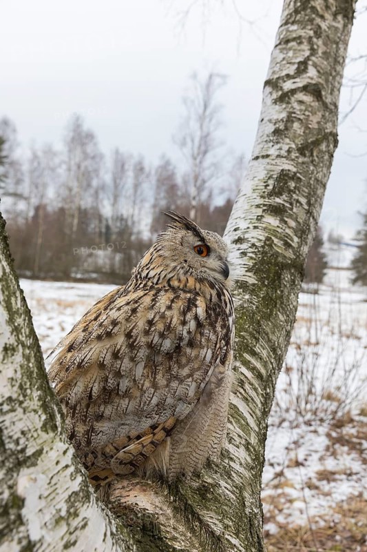 One Siberian Eagle Owl (Bubo bubo sibiricus) sitting on a branch of a birch tree