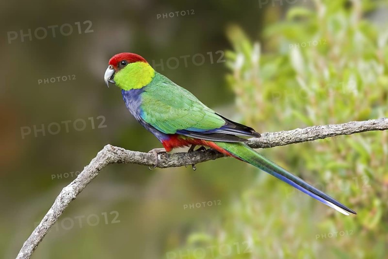 Red-capped Parrot (Purpureicephalus spurius), Western Australia, Australia