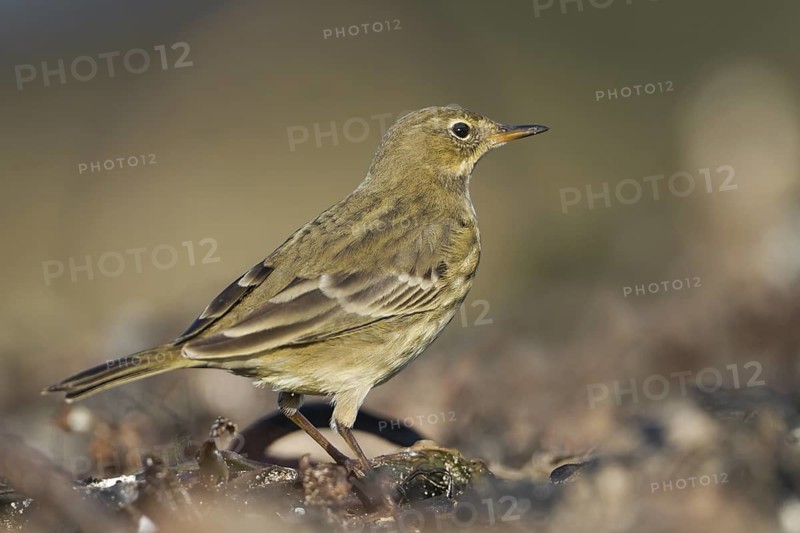Eurasian Rock Pipit (Anthus petrosus), Schleswig-Holstein, Germany