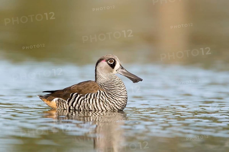 Pink-eared Duck (Malacorhynchus membranaceus), Victoria, Australia