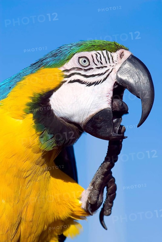 Blue and yellow macaw (Ara ararauna), parrot, bird, colourful, outdoor, sky