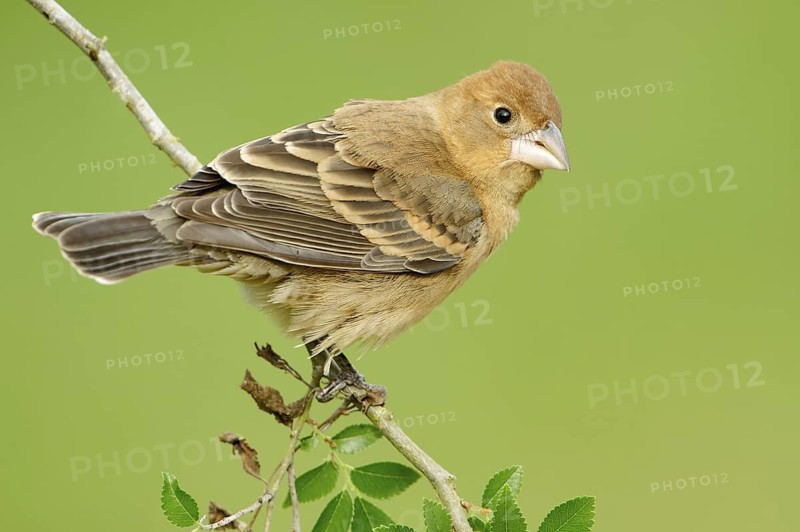 Blue Grosbeak (Passerina caerulea) female, Texas, USA