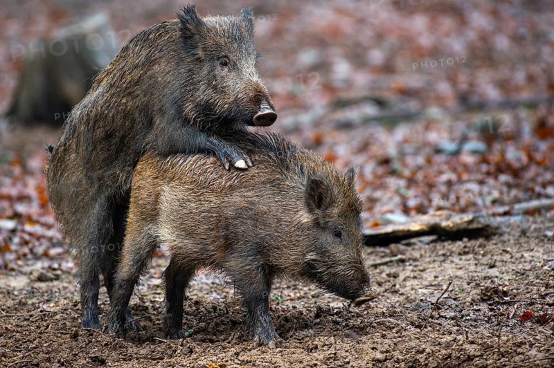 Wild boar (Sus scrofa) copolised, Melle, Lower Saxony, Germany