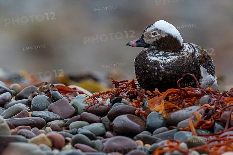 Ferruginous Duck, (Clangula hyemalis), animals, birds, ducks, duck birds, Varanger, Finnmark, Norway