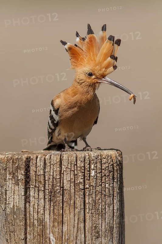 Eurasian Hoopoe (Upupa epops), perched with food on beak, Castile-La Mancha, Spain