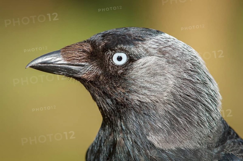 Western Jackdaw (Corvus monedula) portrait, Bempton, United Kingdom