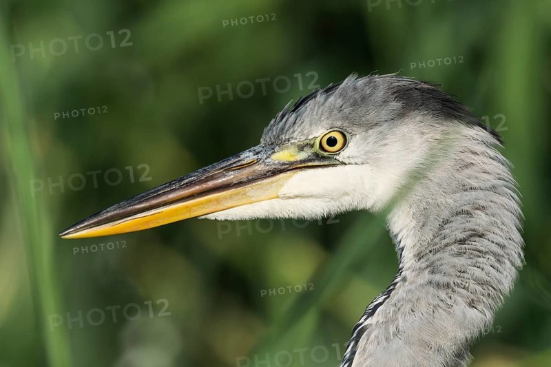 Grey Heron (Ardea cinerea), Eilat, Israel, Germany